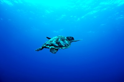 在海底游泳的灰龟